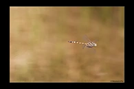 PhotoID: AusDr426. Hemicordulia koomina - male