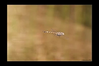 PhotoID: AusDr427. Hemicordulia koomina - male