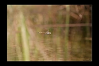PhotoID: AusDr428. Hemicordulia koomina - male