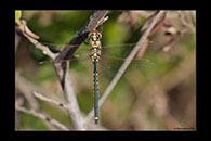 PhotoID: AusDr039. Tau Emerald (Hemicordulia tau) - male