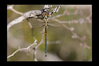 PhotoID: AusDr113. Tau Emerald (Hemicordulia tau) - male
