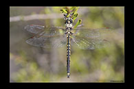 PhotoID: AusDr114. Tau Emerald (Hemicordulia tau) - male