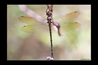 PhotoID: AusDr150. Tau Emerald (Hemicordulia tau) - female