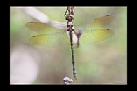 PhotoID: AusDr151. Tau Emerald (Hemicordulia tau) - female