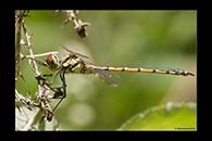 PhotoID: AusDr545. Tau Emerald (Hemicordulia tau) - female