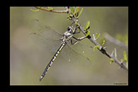 PhotoID: AusDr546. Tau Emerald (Hemicordulia tau) - male