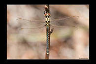 PhotoID: AusDr552. Tau Emerald (Hemicordulia tau) - male