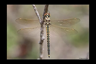 PhotoID: AusDr716. Tau Emerald (Hemicordulia tau) - female