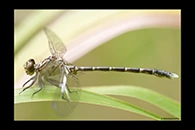 PhotoID: AusDr275. Zebra Vicetail (Hemigomphus comitatus) - male