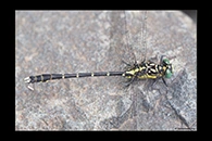 PhotoID: AusDr052. Hemigomphus gouldii - male