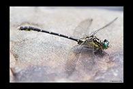 PhotoID: AusDr053. Hemigomphus gouldii - male
