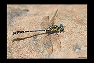 PhotoID: AusDr363. Hemigomphus gouldii - male