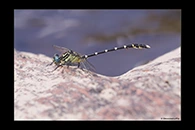 PhotoID: AusDr069. Stout Vicetail (Hemigomphus heteroclytus) - male