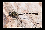 PhotoID: AusDr076. Stout Vicetail (Hemigomphus heteroclytus) - male