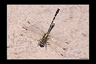 PhotoID: AusDr077. Stout Vicetail (Hemigomphus heteroclytus) - male