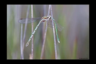PhotoID: AusDa590. Ancient Greenling (Hemiphlebia mirabilis) - female