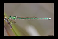PhotoID: AusDa592. Ancient Greenling (Hemiphlebia mirabilis) - female