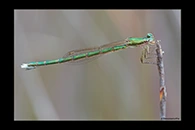 PhotoID: AusDa594. Ancient Greenling (Hemiphlebia mirabilis) - female