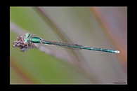 PhotoID: AusDa595. Ancient Greenling (Hemiphlebia mirabilis) - male