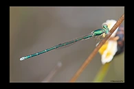 PhotoID: AusDa596. Ancient Greenling (Hemiphlebia mirabilis) - male