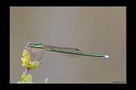 PhotoID: AusDa597. Ancient Greenling (Hemiphlebia mirabilis) - female
