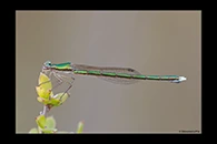 PhotoID: AusDa598. Ancient Greenling (Hemiphlebia mirabilis) - female