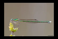 PhotoID: AusDa599. Ancient Greenling (Hemiphlebia mirabilis) - female