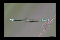 PhotoID: AusDa600. Ancient Greenling (Hemiphlebia mirabilis) - female