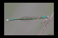 PhotoID: AusDa602. Ancient Greenling (Hemiphlebia mirabilis) - female