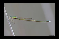 PhotoID: AusDa604. Ancient Greenling (Hemiphlebia mirabilis) - male