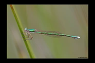 PhotoID: AusDa605. Ancient Greenling (Hemiphlebia mirabilis) - female