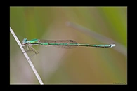 PhotoID: AusDa607. Ancient Greenling (Hemiphlebia mirabilis) - male
