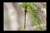 PhotoID: AusDr538. Hesperocordulia berthoudi - female