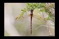 PhotoID: AusDr540. Hesperocordulia berthoudi - female