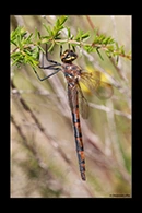 PhotoID: AusDr542. Hesperocordulia berthoudi - female