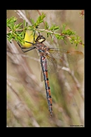 PhotoID: AusDr543. Hesperocordulia berthoudi - female
