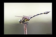 PhotoID: AusDr294. Ictinogomphus australis - male