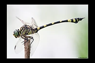 PhotoID: AusDr297. Ictinogomphus australis - male