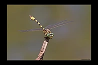 PhotoID: AusDr400. Ictinogomphus dobsoni - male