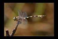 PhotoID: AusDr401. Ictinogomphus dobsoni - male