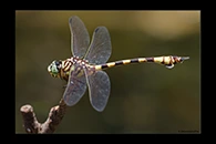 PhotoID: AusDr402. Ictinogomphus dobsoni - male