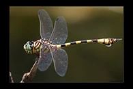 PhotoID: AusDr403. Ictinogomphus dobsoni - male