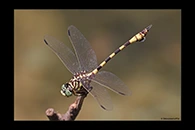 PhotoID: AusDr405. Ictinogomphus dobsoni - male