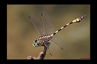 PhotoID: AusDr406. Ictinogomphus dobsoni - male