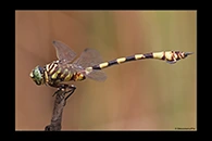 PhotoID: AusDr414. Ictinogomphus dobsoni - male