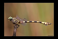 PhotoID: AusDr416. Ictinogomphus dobsoni - male