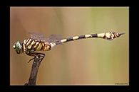 PhotoID: AusDr418. Ictinogomphus dobsoni - male