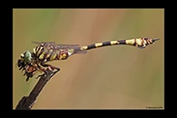 PhotoID: AusDr420. Ictinogomphus dobsoni - male