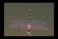PhotoID: AusDr443. Ictinogomphus dobsoni - male
