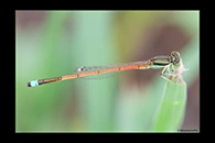PhotoID: AusDa015. Aurora Bluetail (Ischnura aurora) - male